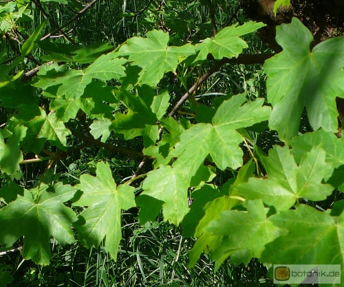 Acer hyrcanum -- Balkan-Ahorn
